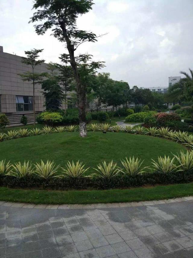 FH至尊绿化工程-龙岗国宝造币厂绿化养护项目